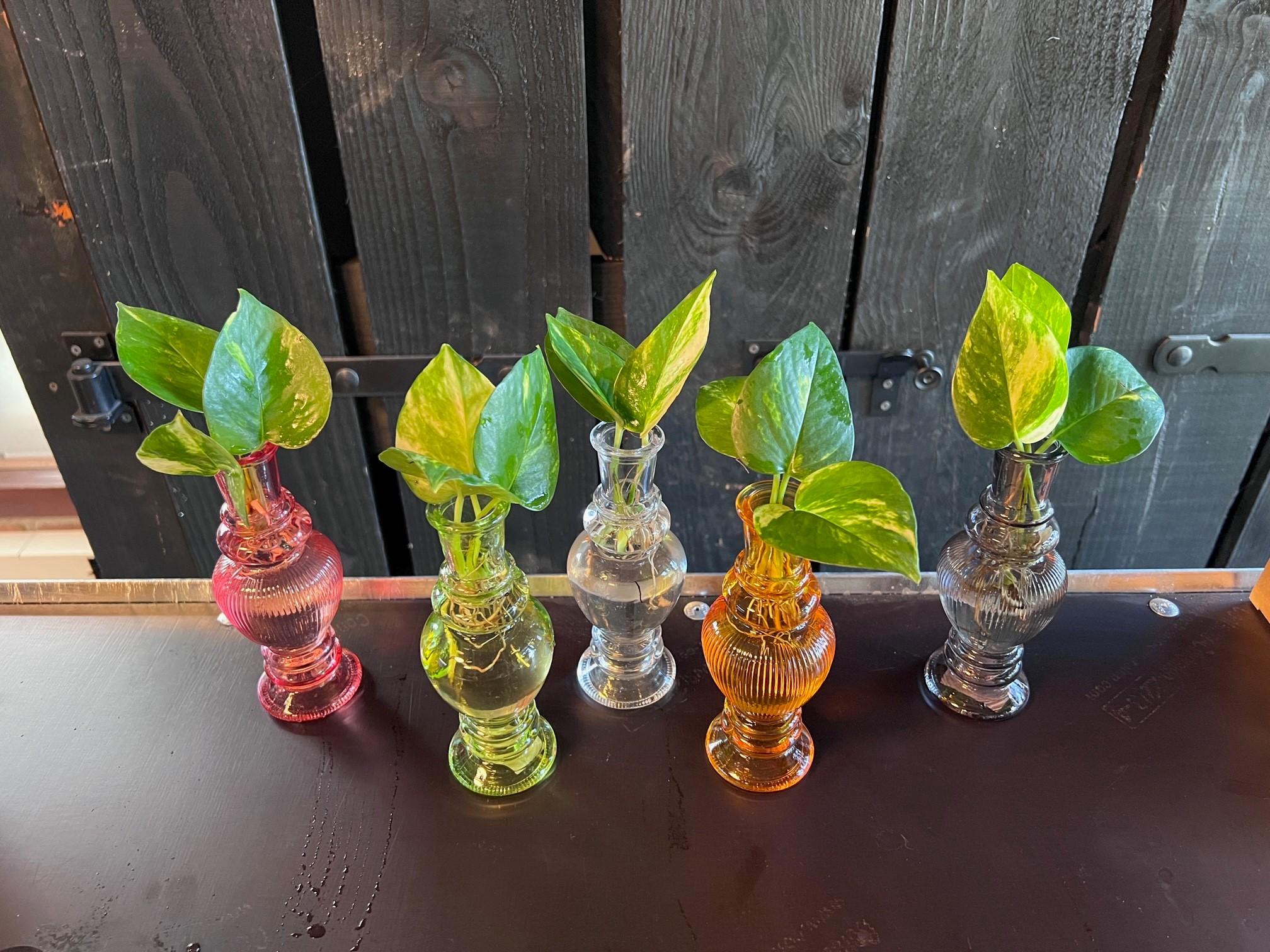 Kamerplanten Mix in Venice Glas en pot Ø7cm  Hauteur 20cm. Plante verte type Kamerplanten Mix in Venice Glas, livrée en pot, idéale pour intérieur lumineux. – Image 2