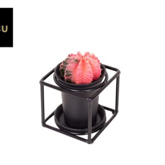 Cactus In Design Frame en pot Ø10cm  Hauteur 12cm. Plante verte type Cactus In Design Frame, livrée en pot, idéale pour intérieur lumineux.