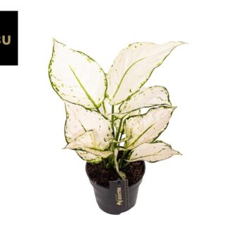 Aglaonema White Joy en pot Ø12cm  Hauteur 35cm. Plante verte type Aglaonema White Joy, livrée en pot, idéale pour intérieur lumineux.