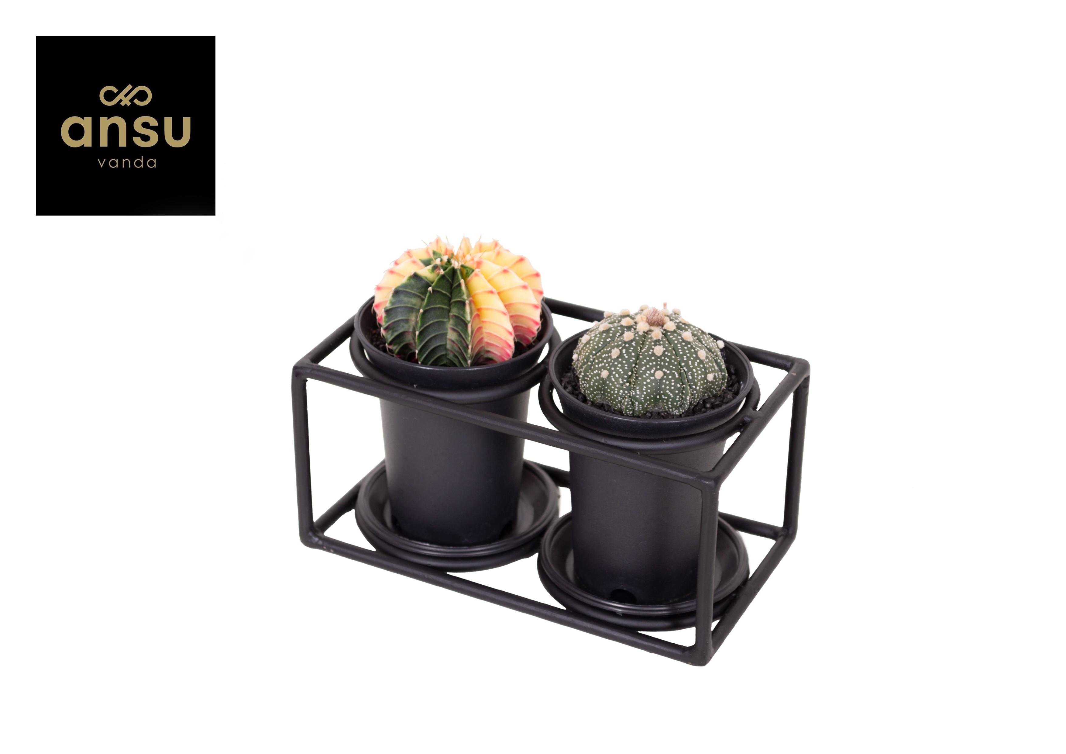 Cactus Duo In Design Frame en pot Ø17cm  Hauteur 12cm. Plante verte type Cactus Duo In Design Frame, livrée en pot, idéale pour intérieur lumineux.