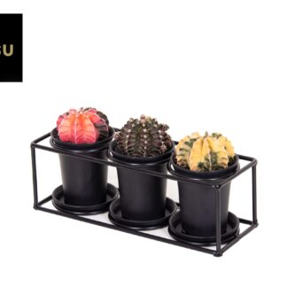 Cactus Trio In Design Frame en pot Ø25cm  Hauteur 12cm. Plante verte type Cactus Trio In Design Frame, livrée en pot, idéale pour intérieur lumineux.
