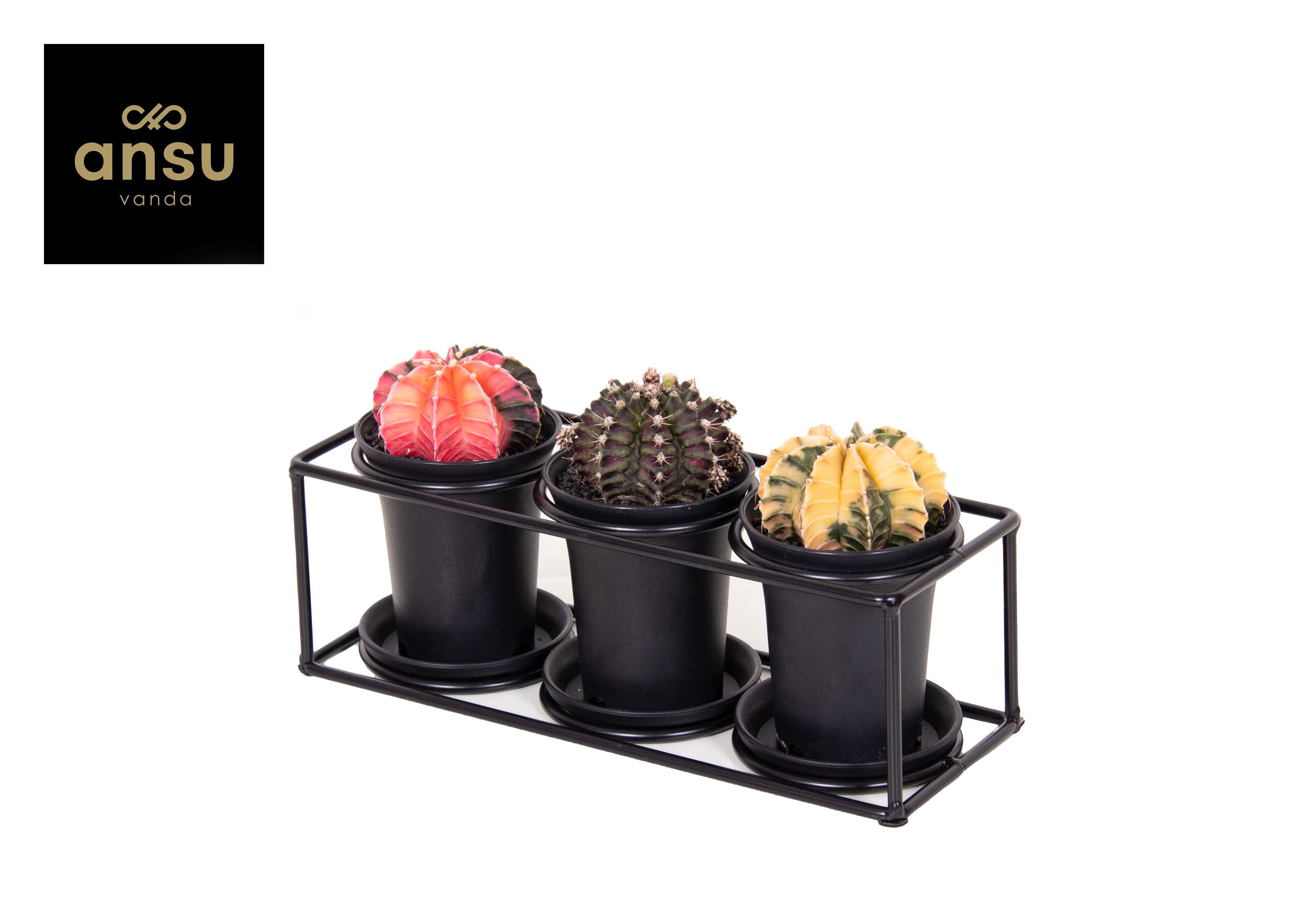 Cactus Trio In Design Frame en pot Ø25cm  Hauteur 12cm. Plante verte type Cactus Trio In Design Frame, livrée en pot, idéale pour intérieur lumineux.