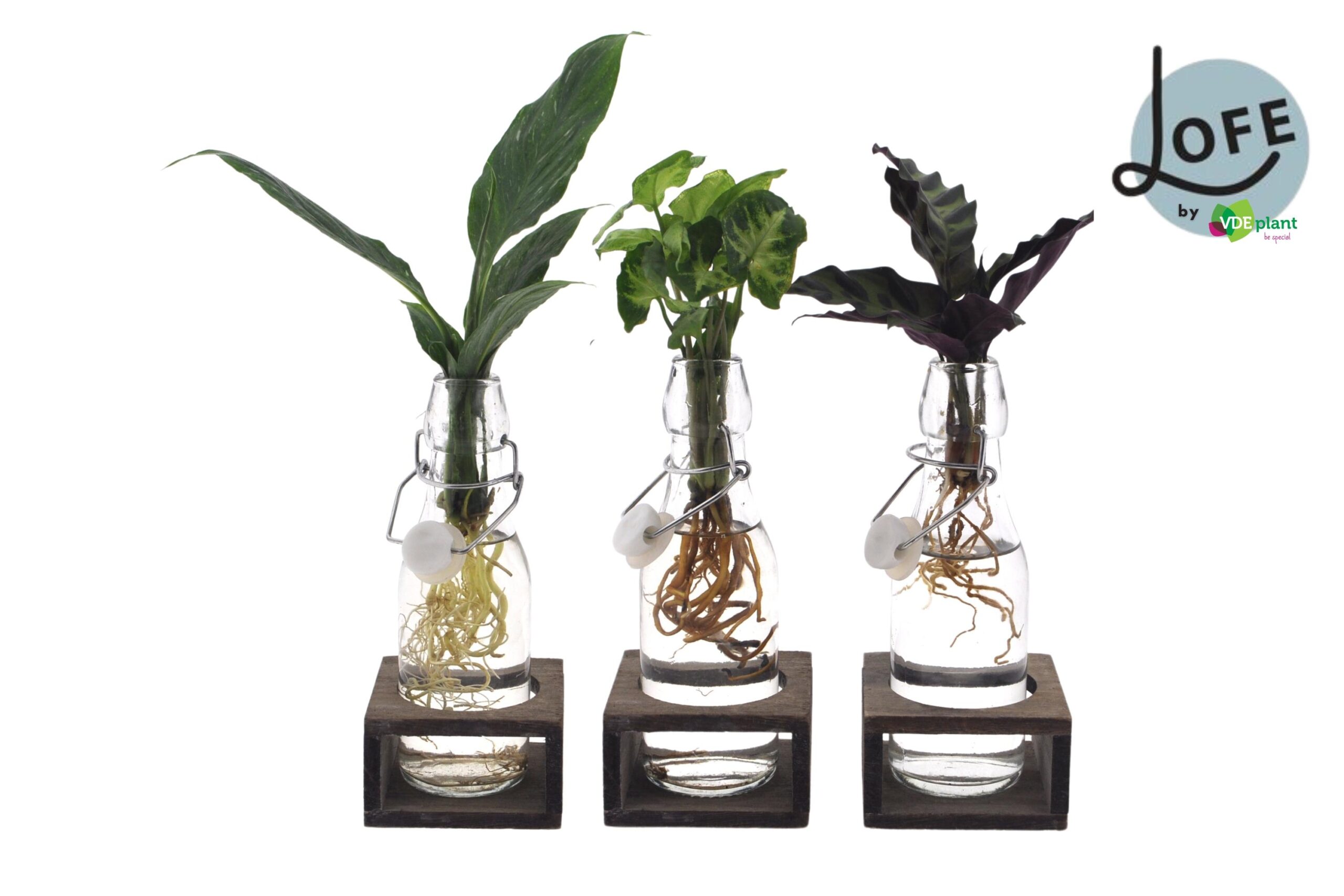 Intenz Mix in Ann Glas (witte dop) + Naturel Single en pot Ø7cm  Hauteur 25cm. Plante verte type Intenz Mix in Ann Glas (witte dop) + Naturel Single, livrée en pot, idéale pour intérieur lumineux.