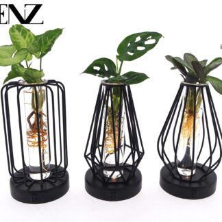 Mix in Turijn Glas + Led en pot Ø7cm  Hauteur 20cm. Plante verte type Mix in Turijn Glas + Led, livrée en pot, idéale pour intérieur lumineux.