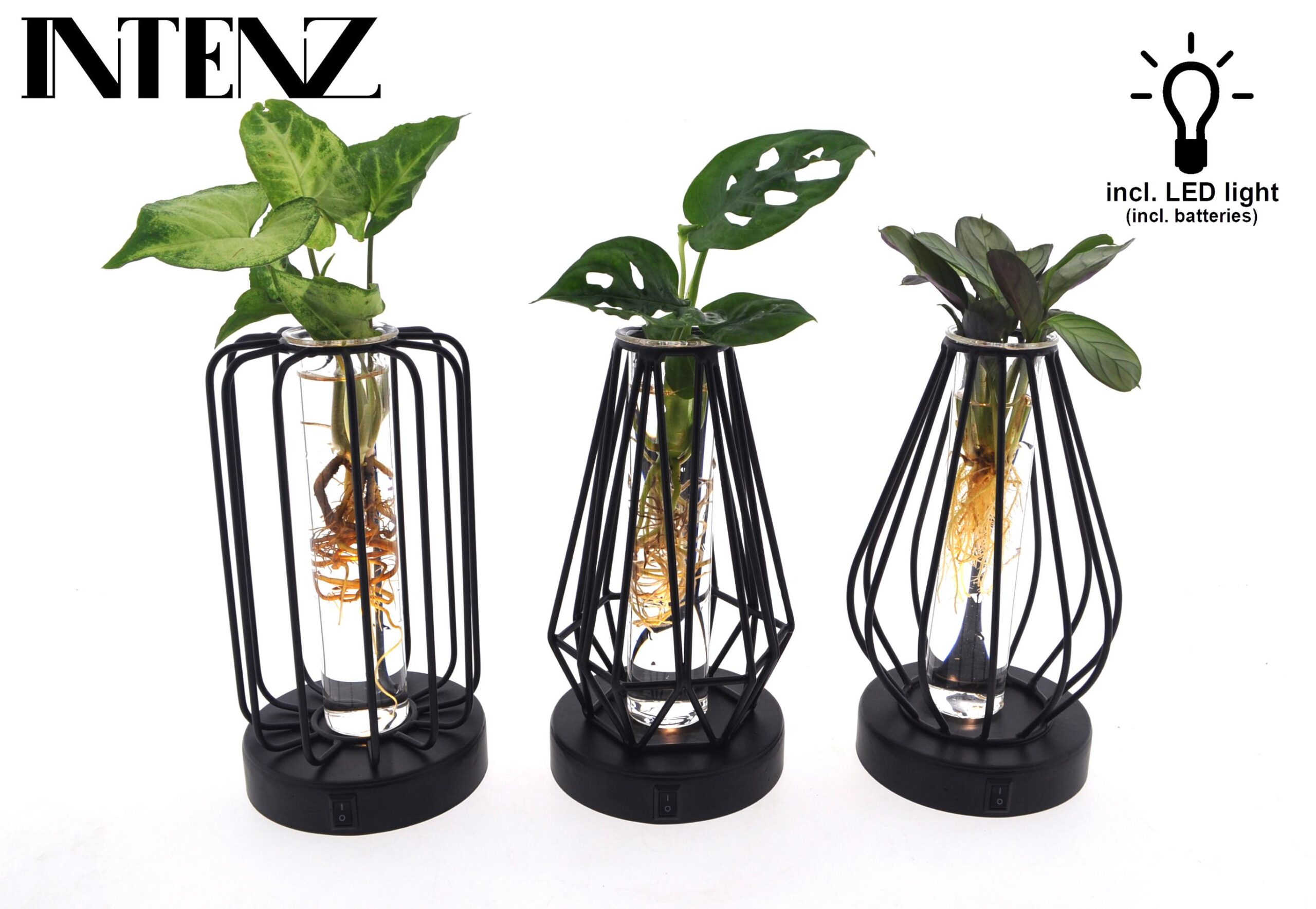 Mix in Turijn Glas + Led en pot Ø7cm  Hauteur 20cm. Plante verte type Mix in Turijn Glas + Led, livrée en pot, idéale pour intérieur lumineux.