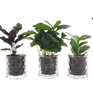 Intenz Mix in Case Gold en pot Ø7cm  Hauteur 25cm. Plante verte type Intenz Mix in Case Gold, livrée en pot, idéale pour intérieur lumineux.