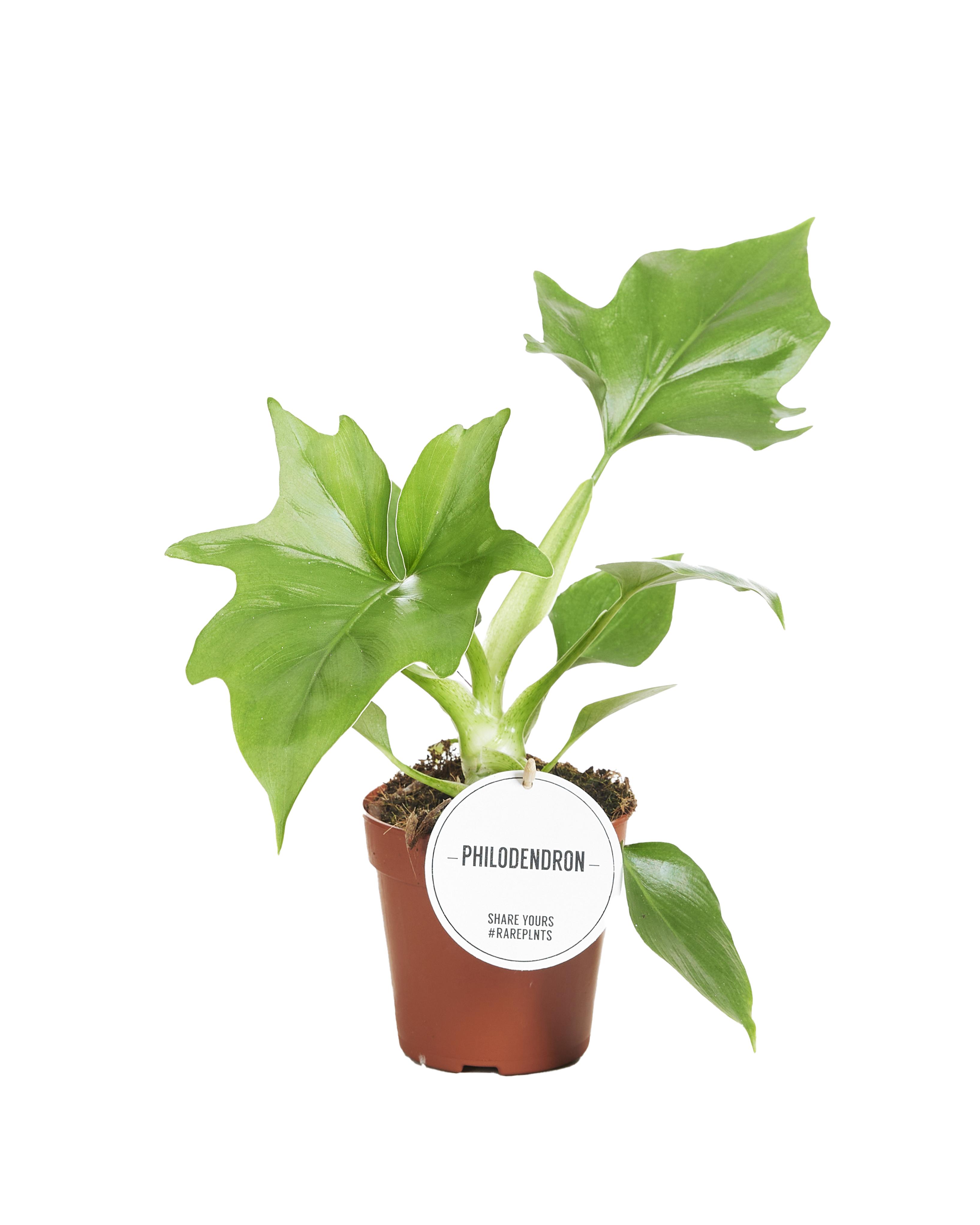Philodendron Warszewiczii en pot Ø12cm  Hauteur 30cm. Plante verte type Philodendron Warszewiczii, livrée en pot, idéale pour intérieur lumineux.