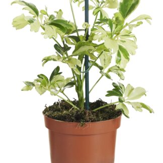 Schefflera Janine en pot Ø9cm  Hauteur 20cm. Plante verte type Schefflera Janine, livrée en pot, idéale pour intérieur lumineux.