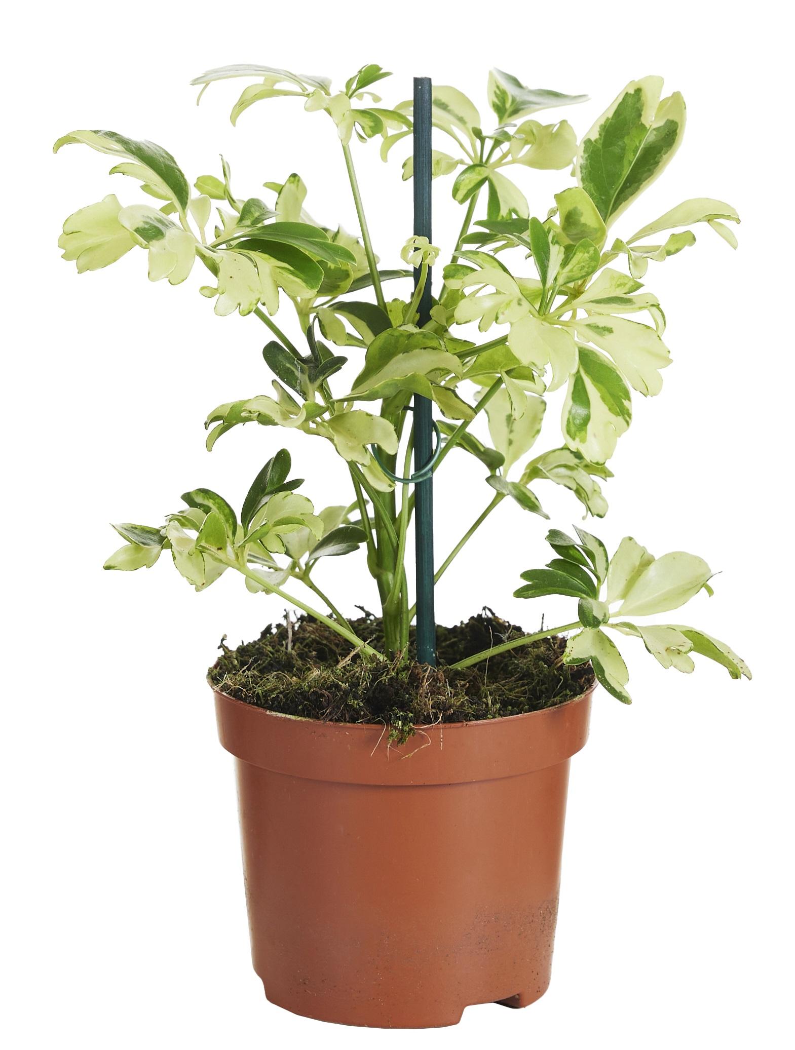 Schefflera Janine en pot Ø9cm  Hauteur 20cm. Plante verte type Schefflera Janine, livrée en pot, idéale pour intérieur lumineux.
