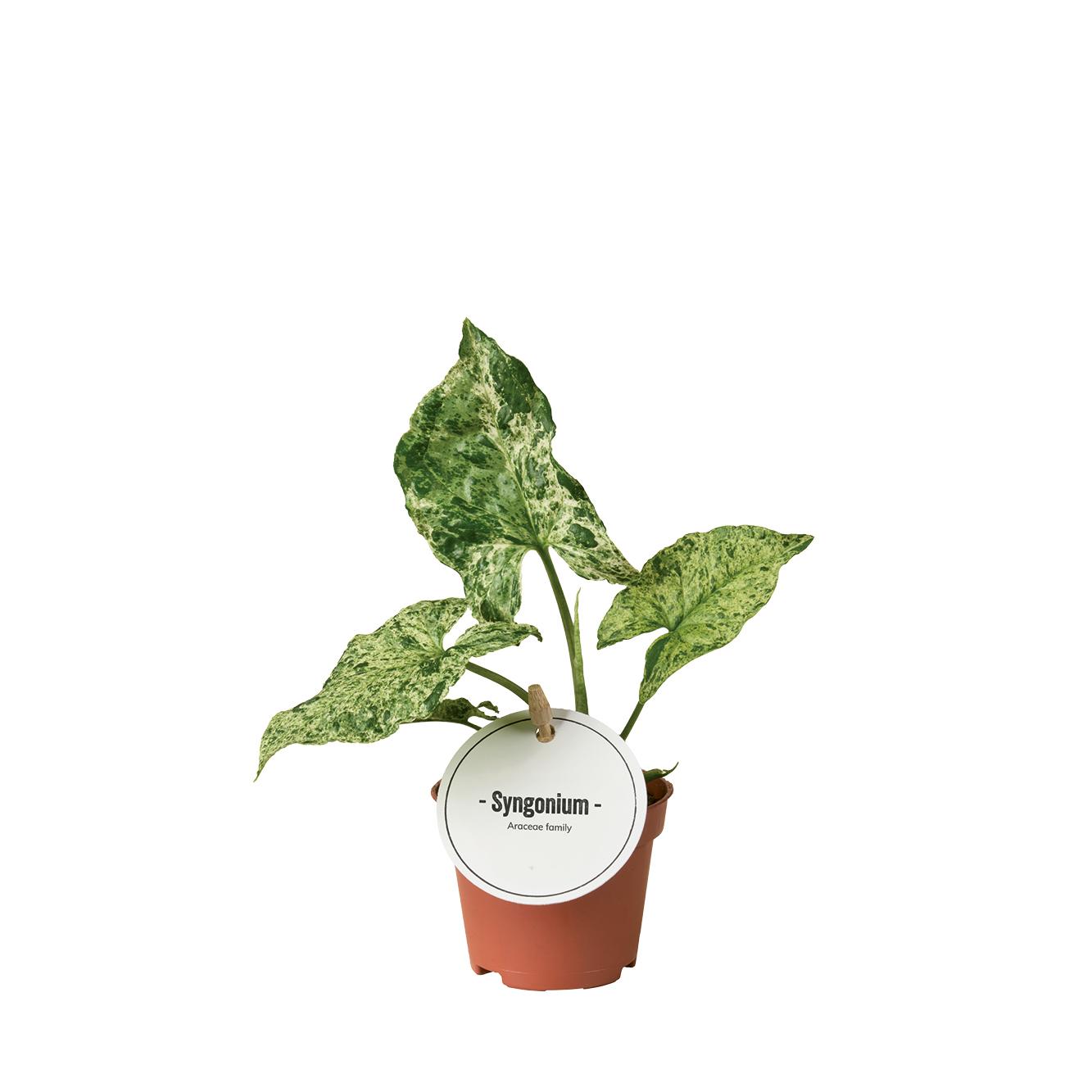 Syngonium Mottled en pot Ø6cm  Hauteur 15cm. Plante verte type Syngonium Mottled, livrée en pot, idéale pour intérieur lumineux.