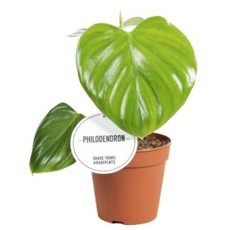 Philodendron Pittieri en pot Ø12cm  Hauteur 30cm. Plante verte type Philodendron Pittieri, livrée en pot, idéale pour intérieur lumineux.