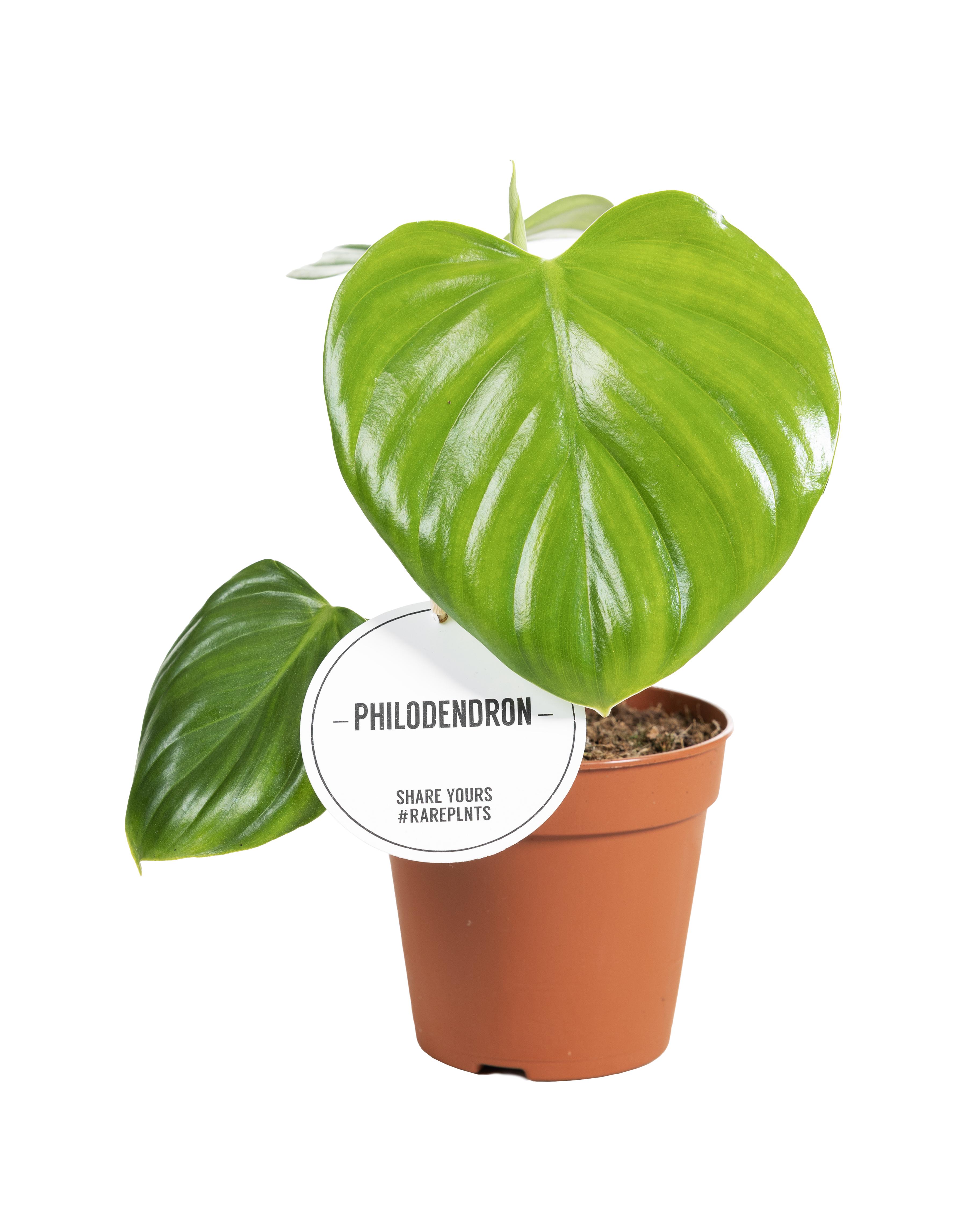 Philodendron Pittieri en pot Ø12cm  Hauteur 30cm. Plante verte type Philodendron Pittieri, livrée en pot, idéale pour intérieur lumineux.