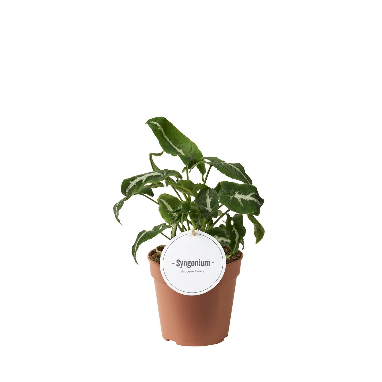 Syngonium Wendlandii en pot Ø12cm  Hauteur 25cm. Plante verte type Syngonium Wendlandii, livrée en pot, idéale pour intérieur lumineux.