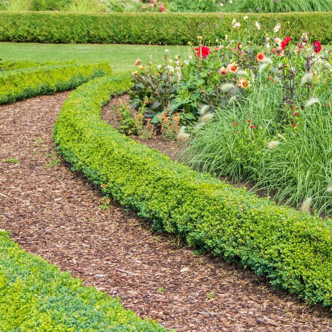 Culvita en pot. Plante verte type Culvita, livrée en pot, idéale pour intérieur lumineux. – Image 2