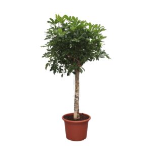 Schefflera Arboricola Compacta boom en pot Ø35cm. Plante verte type Schefflera Arboricola Compacta boom, livrée en pot, idéale pour intérieur lumineux.