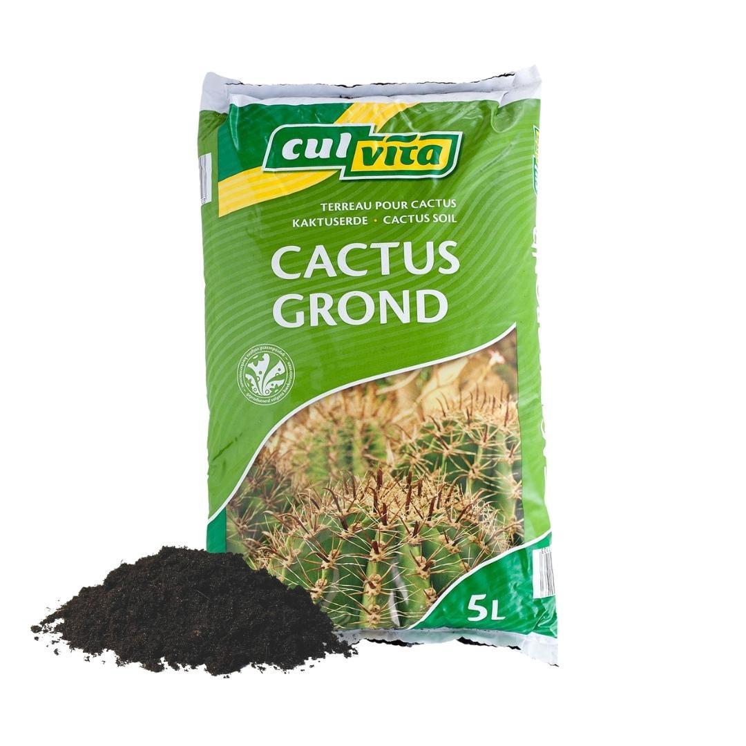 Culvita en pot. Plante verte type Culvita, livrée en pot, idéale pour intérieur lumineux.