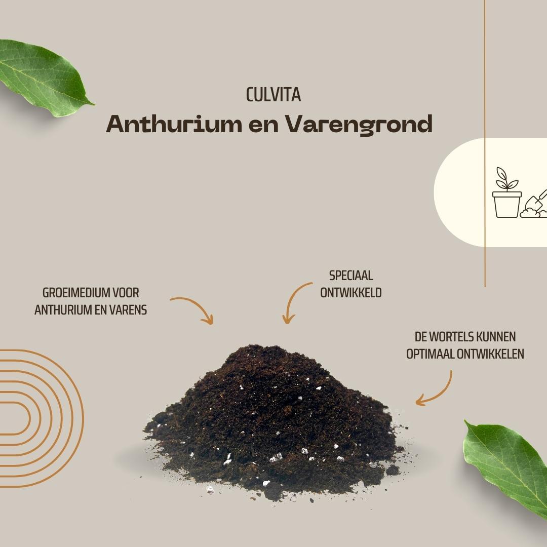 Culvita en pot. Plante verte type Culvita, livrée en pot, idéale pour intérieur lumineux. – Image 4
