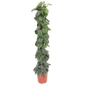 Scindapsus Pictus Trebie mosstok en pot Ø30cm. Plante verte type Scindapsus Pictus Trebie mosstok, livrée en pot, idéale pour intérieur lumineux.