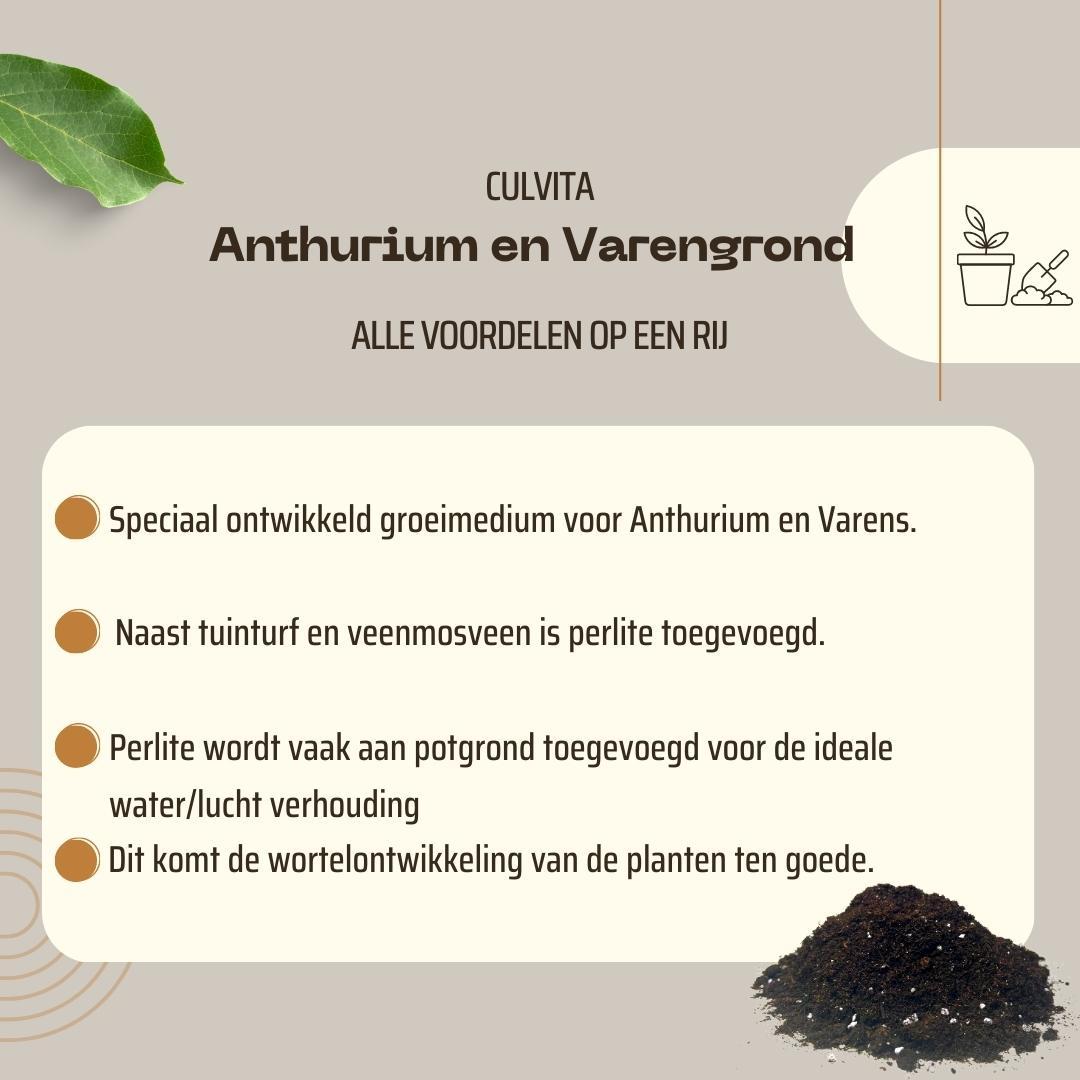 Culvita en pot. Plante verte type Culvita, livrée en pot, idéale pour intérieur lumineux. – Image 5
