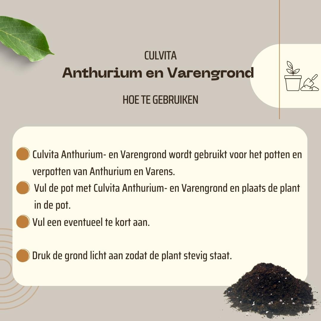 Culvita en pot. Plante verte type Culvita, livrée en pot, idéale pour intérieur lumineux. – Image 6