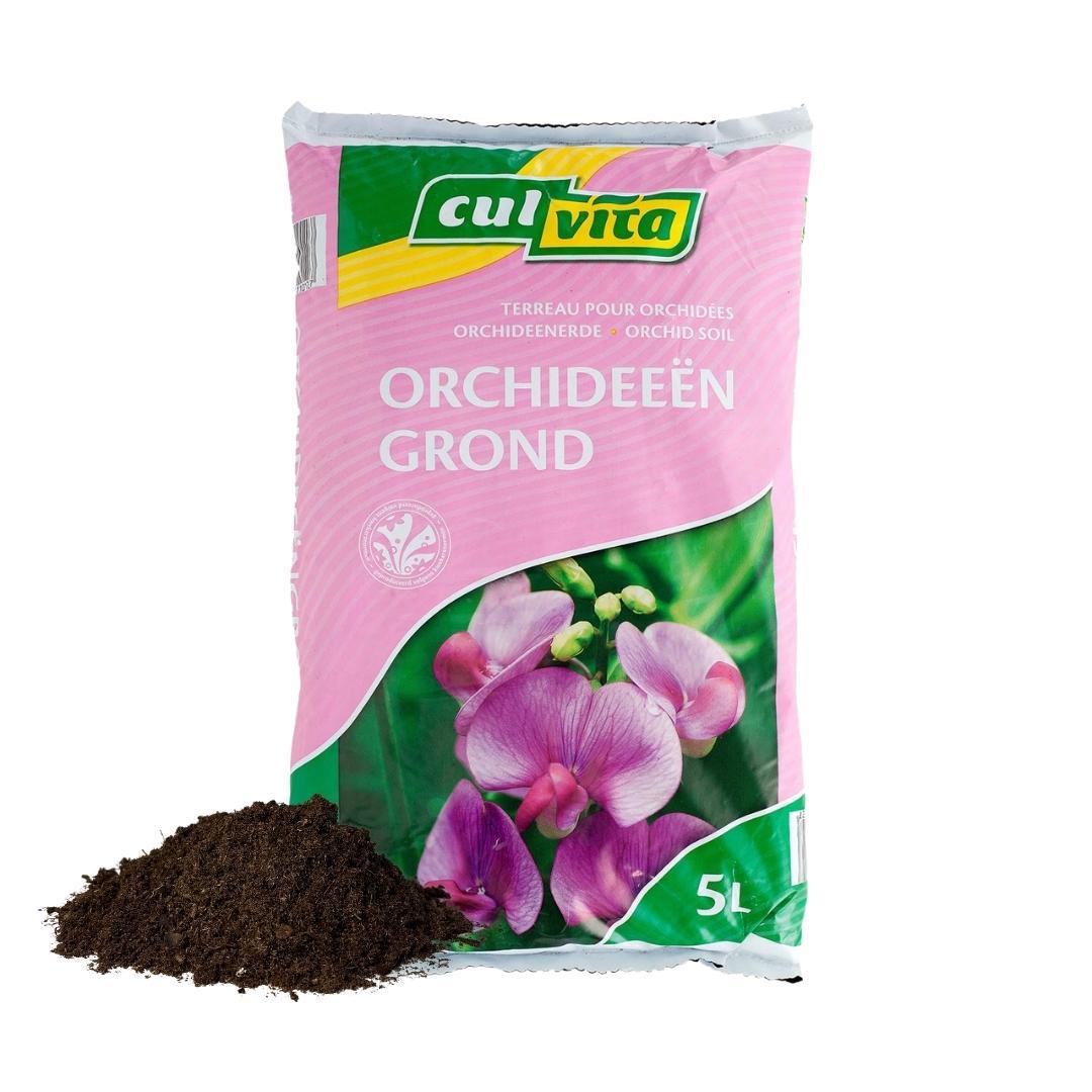 Culvita en pot. Plante verte type Culvita, livrée en pot, idéale pour intérieur lumineux.