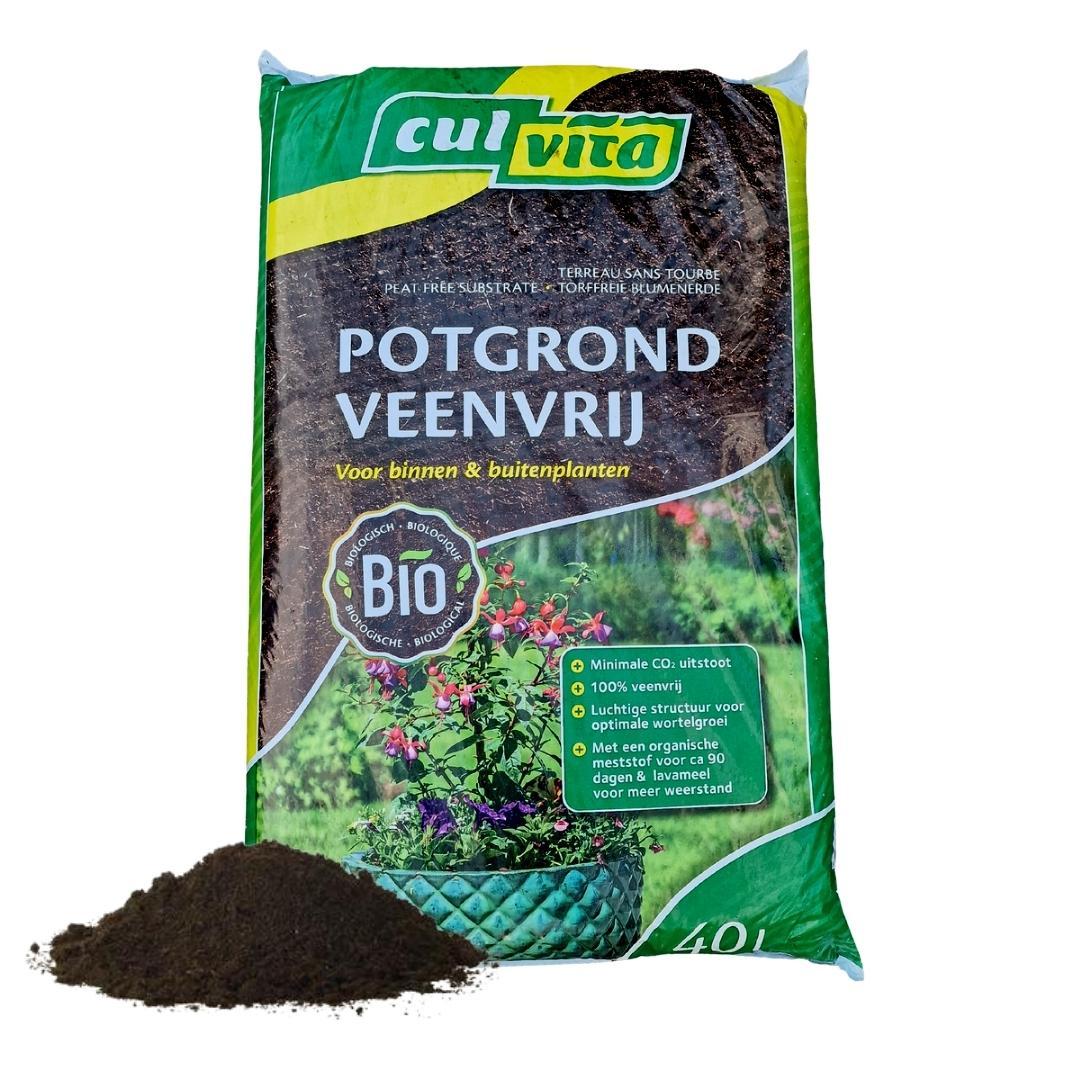 Culvita en pot. Plante verte type Culvita, livrée en pot, idéale pour intérieur lumineux.