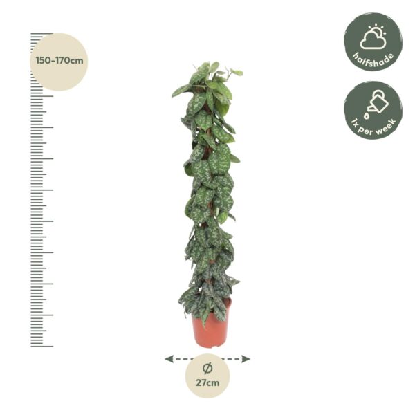 Scindapsus Pictus Trebie mosstok en pot Ø30cm. Plante verte type Scindapsus Pictus Trebie mosstok, livrée en pot, idéale pour intérieur lumineux. – Image 2
