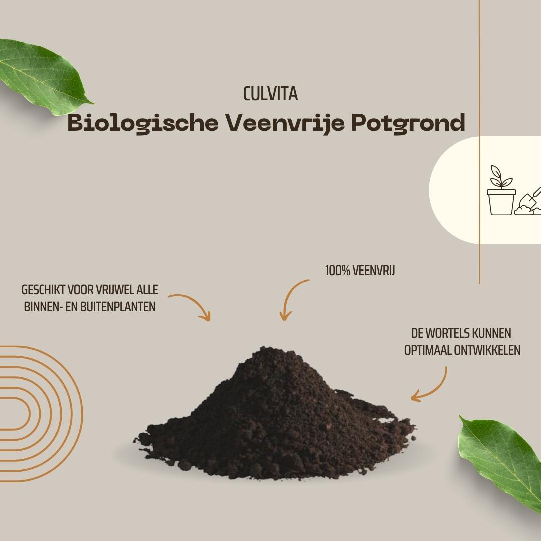 Culvita en pot. Plante verte type Culvita, livrée en pot, idéale pour intérieur lumineux. – Image 4