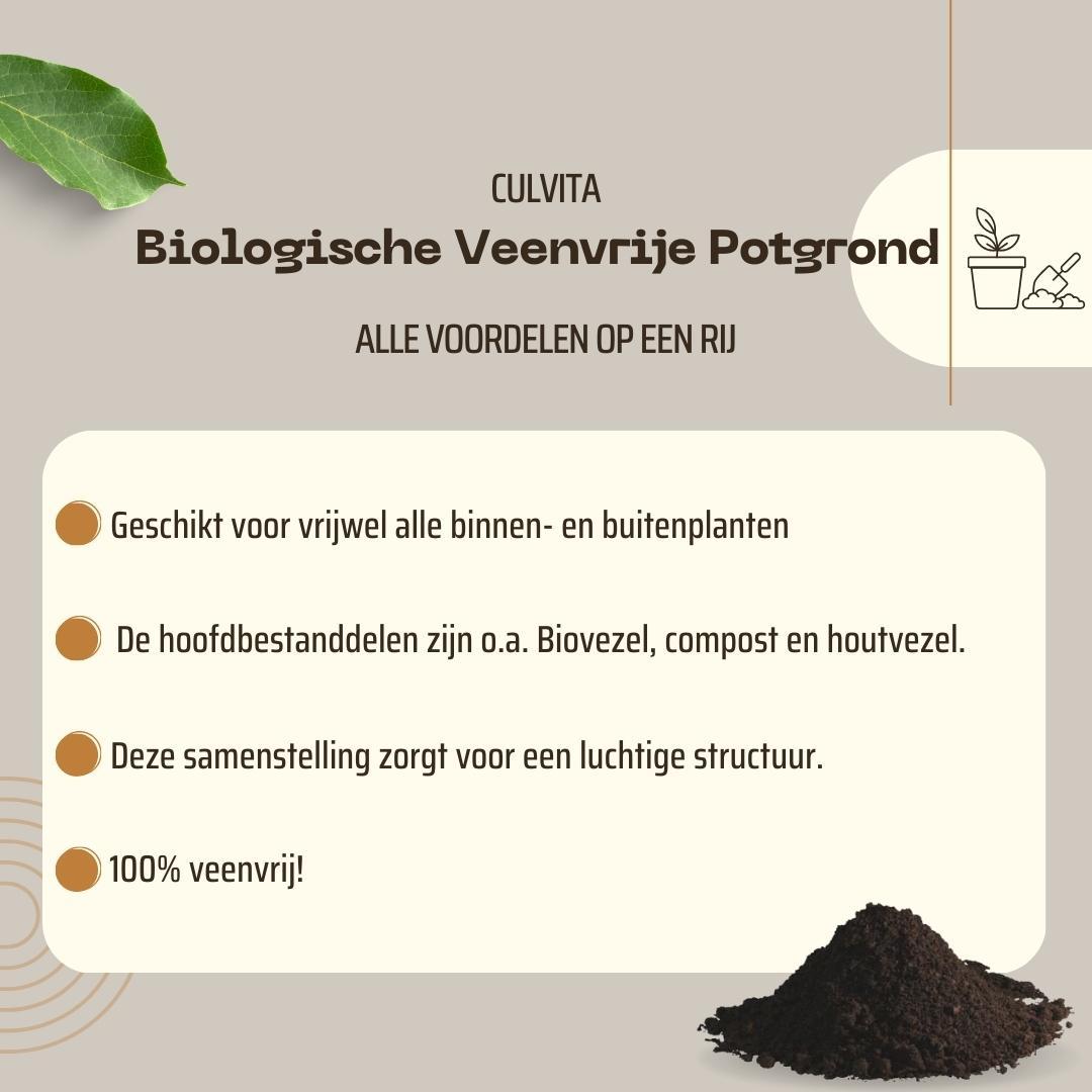 Culvita en pot. Plante verte type Culvita, livrée en pot, idéale pour intérieur lumineux. – Image 5