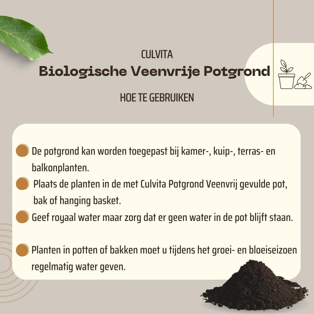 Culvita en pot. Plante verte type Culvita, livrée en pot, idéale pour intérieur lumineux. – Image 6