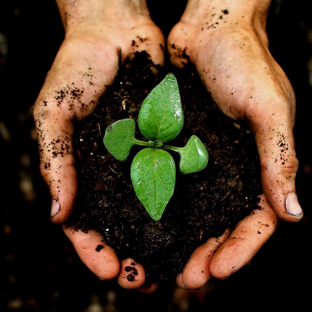 Culvita Universele Potgrond inclusief 2 maanden plantenvoeding en pot. Plante verte type Culvita Universele Potgrond inclusief 2 maanden plantenvoeding, livrée en pot, idéale pour intérieur lumineux. – Image 2