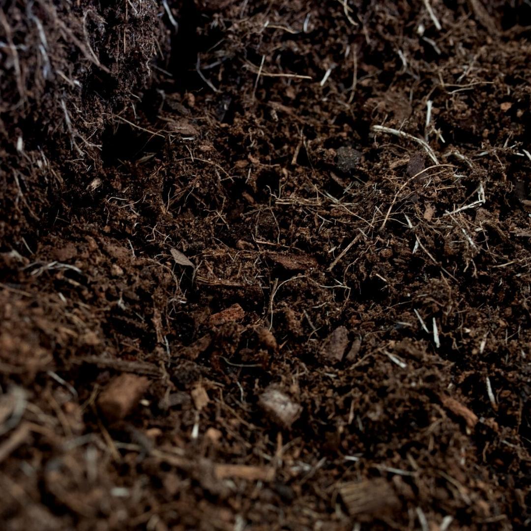 Culvita Universele Potgrond inclusief 2 maanden plantenvoeding en pot. Plante verte type Culvita Universele Potgrond inclusief 2 maanden plantenvoeding, livrée en pot, idéale pour intérieur lumineux. – Image 3