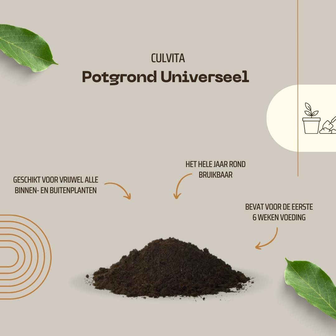 Culvita Universele Potgrond inclusief 2 maanden plantenvoeding en pot. Plante verte type Culvita Universele Potgrond inclusief 2 maanden plantenvoeding, livrée en pot, idéale pour intérieur lumineux. – Image 4