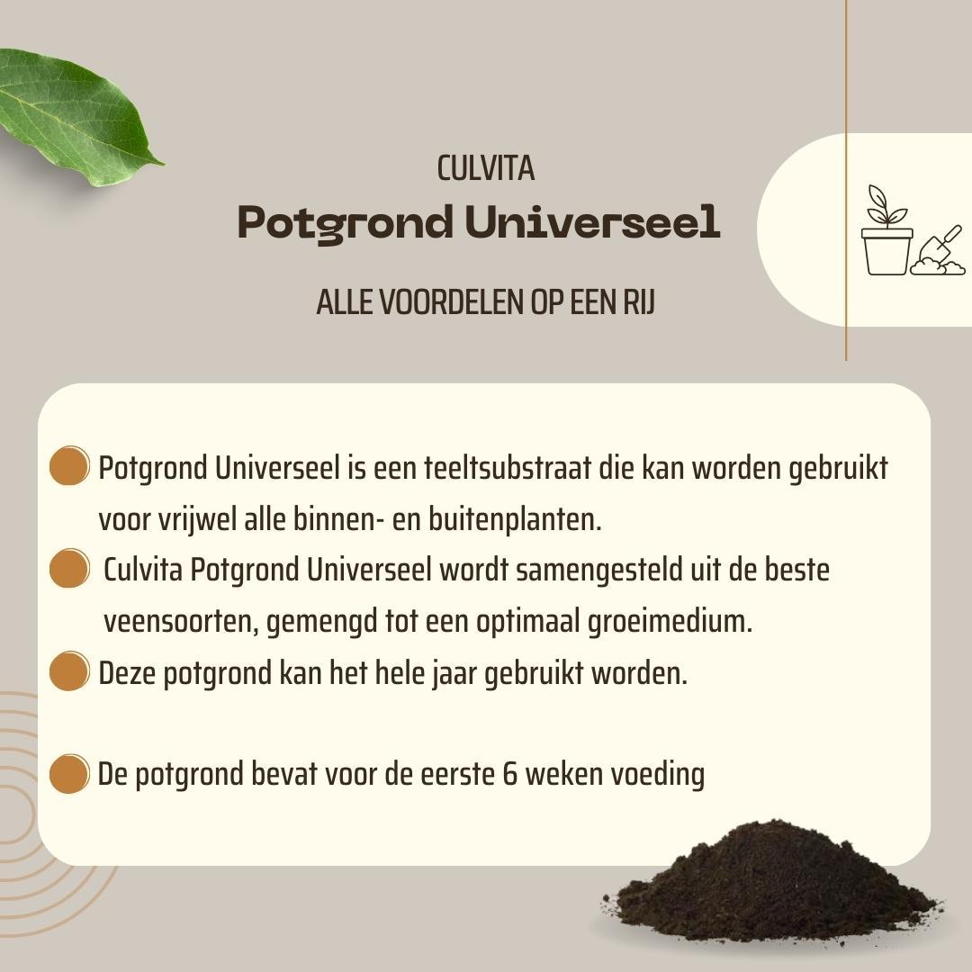 Culvita Universele Potgrond inclusief 2 maanden plantenvoeding en pot. Plante verte type Culvita Universele Potgrond inclusief 2 maanden plantenvoeding, livrée en pot, idéale pour intérieur lumineux. – Image 5