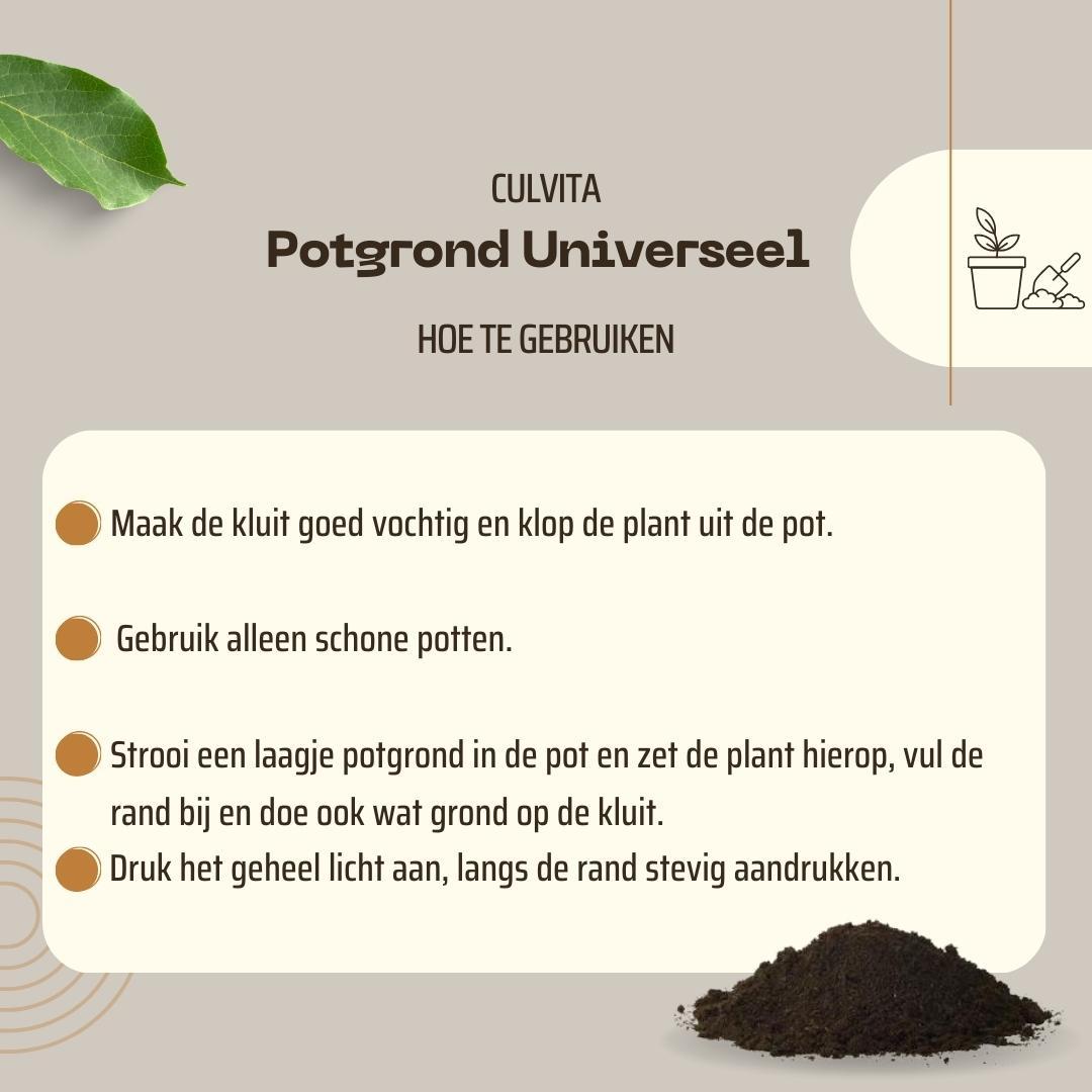 Culvita Universele Potgrond inclusief 2 maanden plantenvoeding en pot. Plante verte type Culvita Universele Potgrond inclusief 2 maanden plantenvoeding, livrée en pot, idéale pour intérieur lumineux. – Image 6