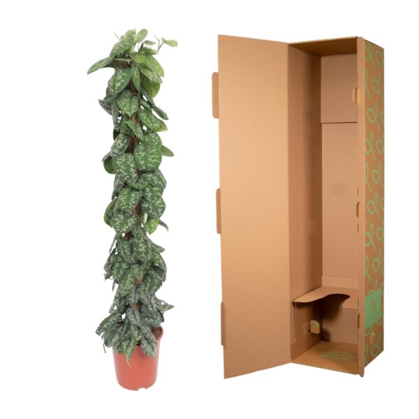 Scindapsus Pictus Trebie mosstok en pot Ø30cm. Plante verte type Scindapsus Pictus Trebie mosstok, livrée en pot, idéale pour intérieur lumineux. – Image 3