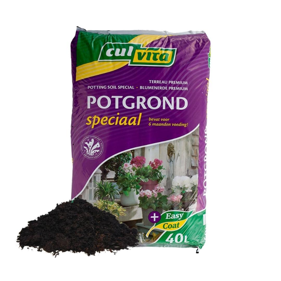Culvita en pot. Plante verte type Culvita, livrée en pot, idéale pour intérieur lumineux.