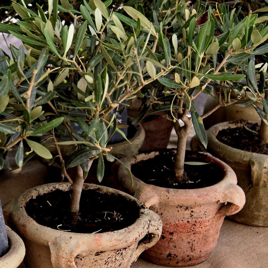 Culvita en pot. Plante verte type Culvita, livrée en pot, idéale pour intérieur lumineux. – Image 2