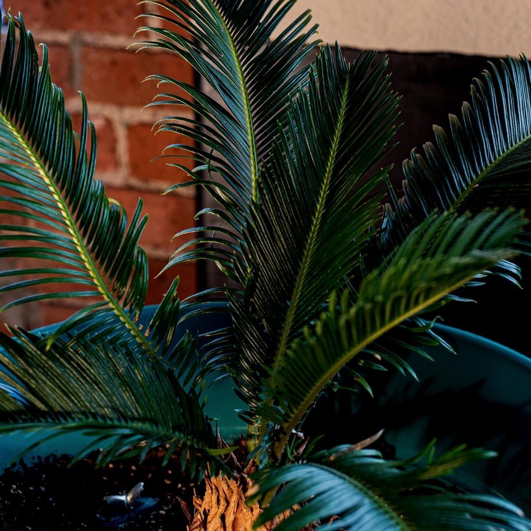 Culvita en pot. Plante verte type Culvita, livrée en pot, idéale pour intérieur lumineux. – Image 3