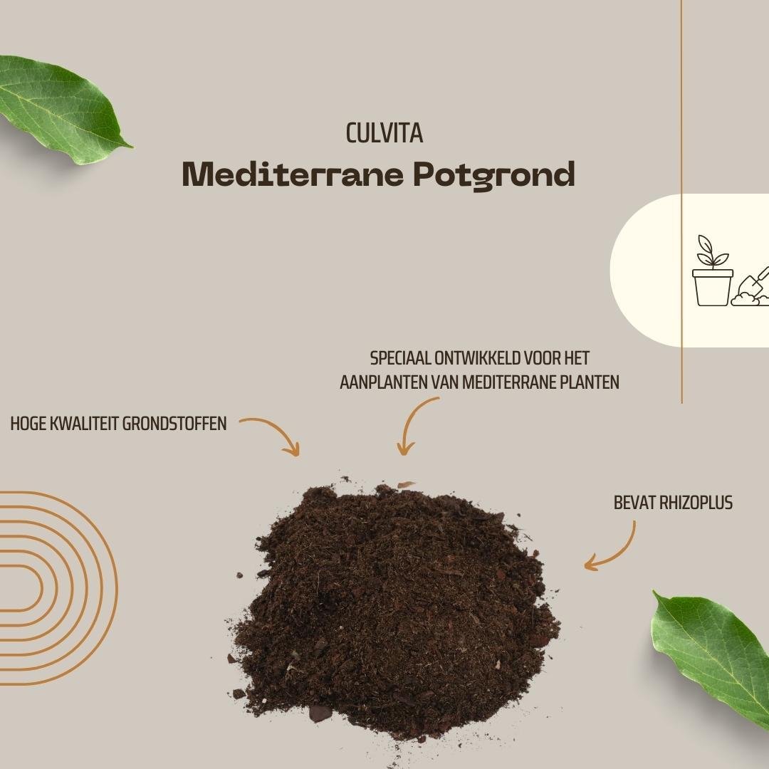 Culvita en pot. Plante verte type Culvita, livrée en pot, idéale pour intérieur lumineux. – Image 4