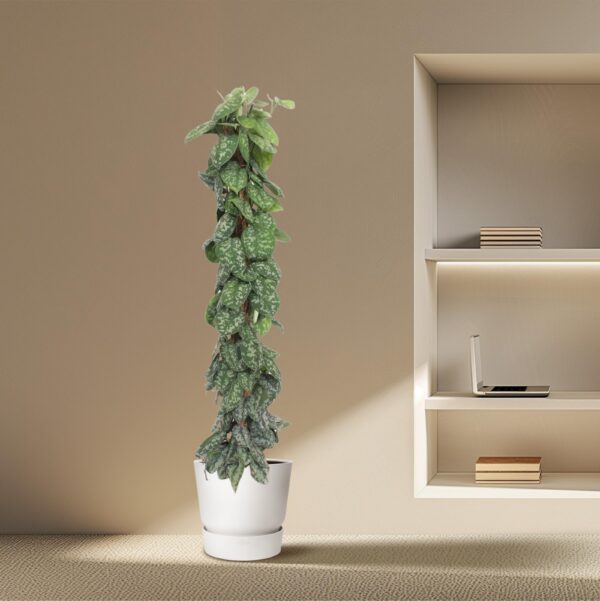 Scindapsus Pictus Trebie mosstok en pot Ø30cm. Plante verte type Scindapsus Pictus Trebie mosstok, livrée en pot, idéale pour intérieur lumineux. – Image 4