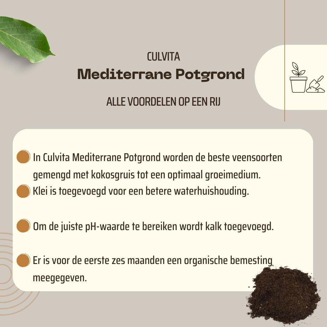 Culvita en pot. Plante verte type Culvita, livrée en pot, idéale pour intérieur lumineux. – Image 5