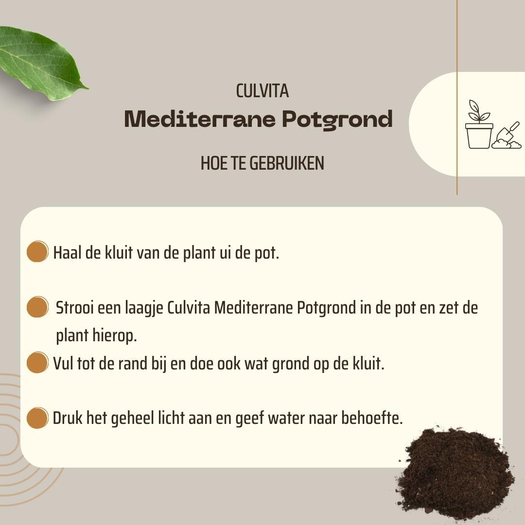 Culvita en pot. Plante verte type Culvita, livrée en pot, idéale pour intérieur lumineux. – Image 6