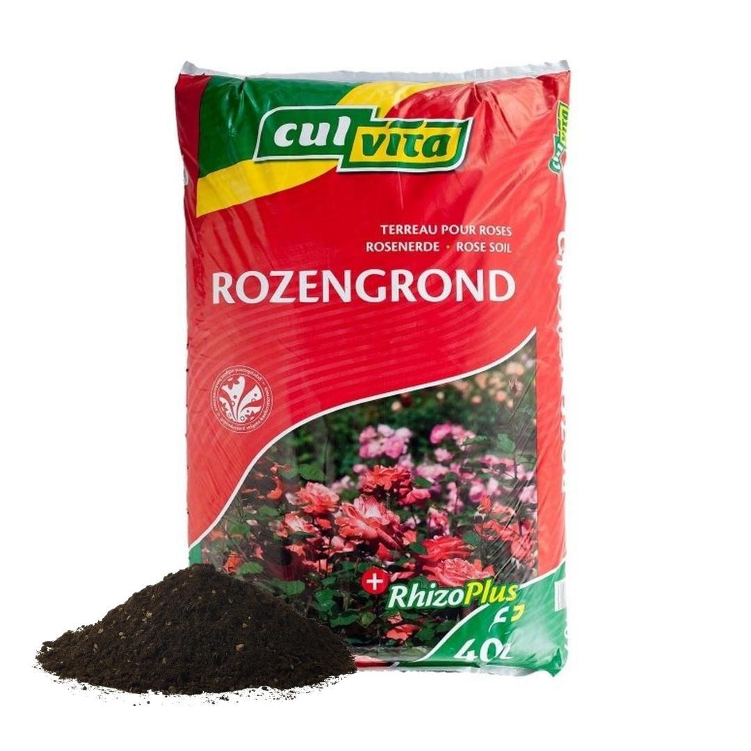 Culvita en pot. Plante verte type Culvita, livrée en pot, idéale pour intérieur lumineux.
