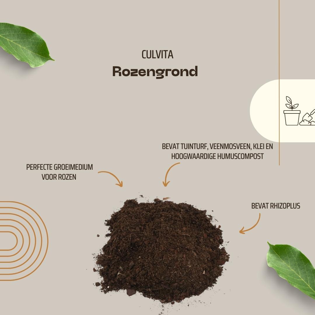 Culvita en pot. Plante verte type Culvita, livrée en pot, idéale pour intérieur lumineux. – Image 4
