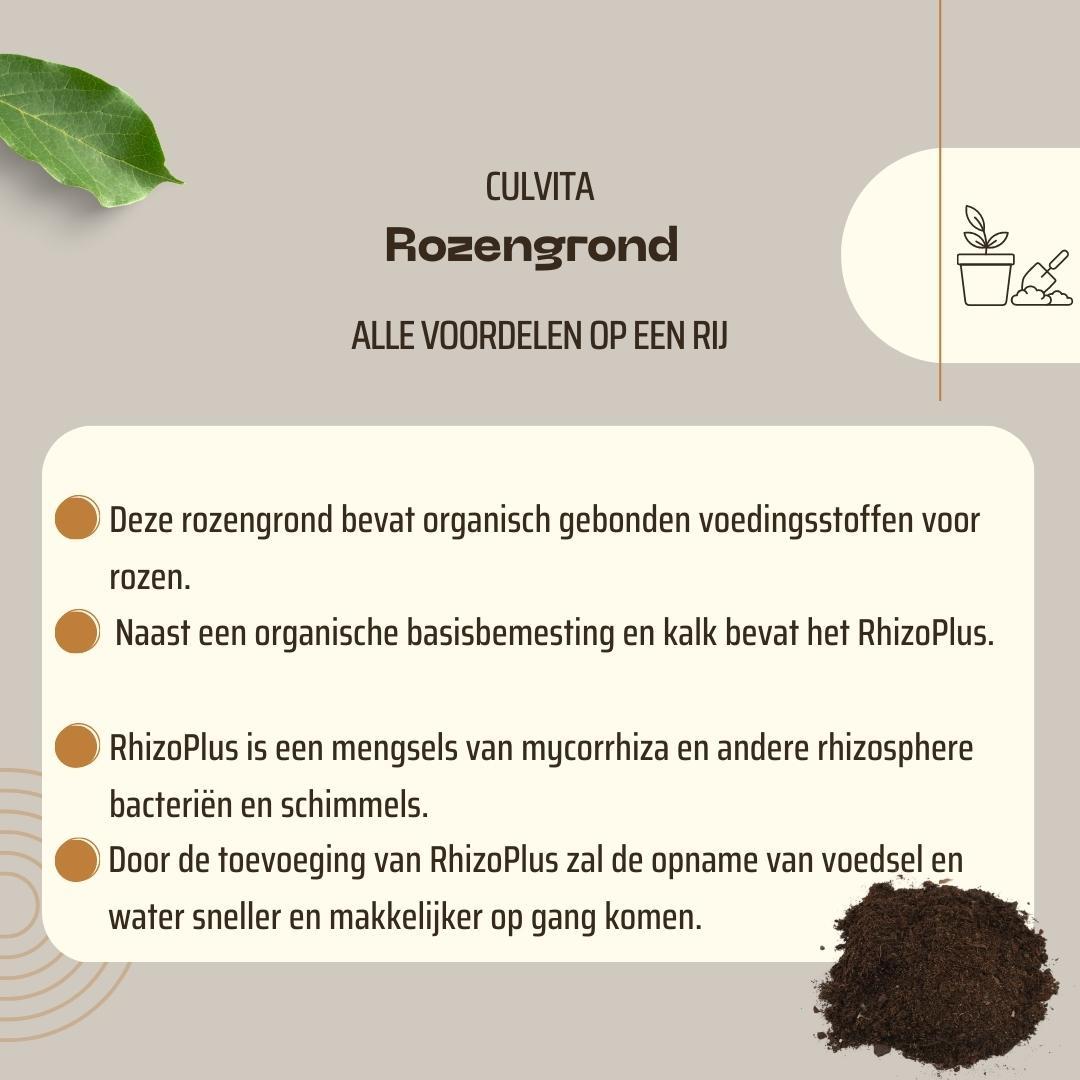 Culvita en pot. Plante verte type Culvita, livrée en pot, idéale pour intérieur lumineux. – Image 5