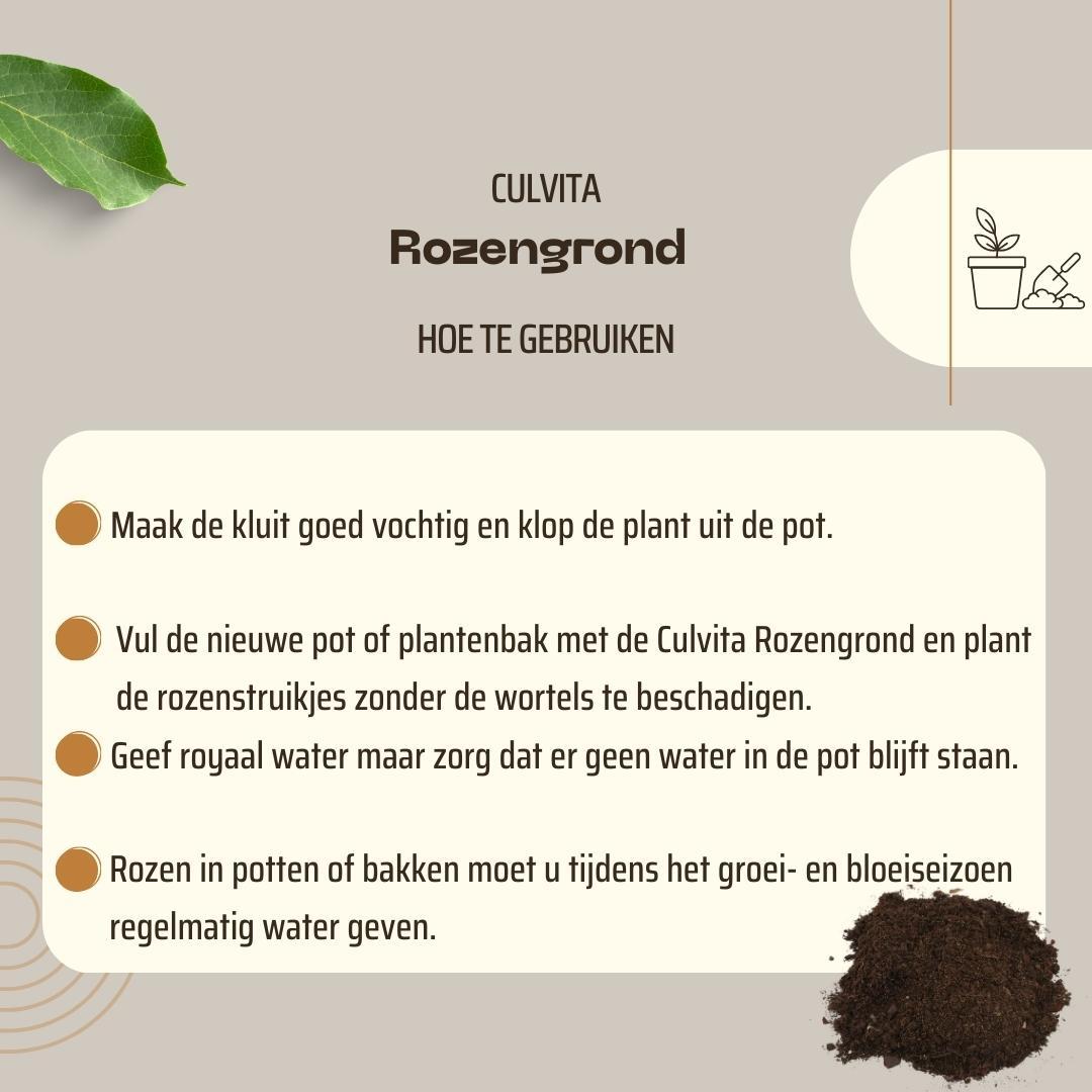 Culvita en pot. Plante verte type Culvita, livrée en pot, idéale pour intérieur lumineux. – Image 6