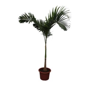 Veitchia Merrillii en pot Ø34cm. Plante verte type Veitchia Merrillii, livrée en pot, idéale pour intérieur lumineux.