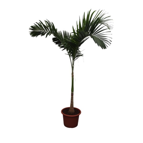 Veitchia Merrillii en pot Ø34cm. Plante verte type Veitchia Merrillii, livrée en pot, idéale pour intérieur lumineux.