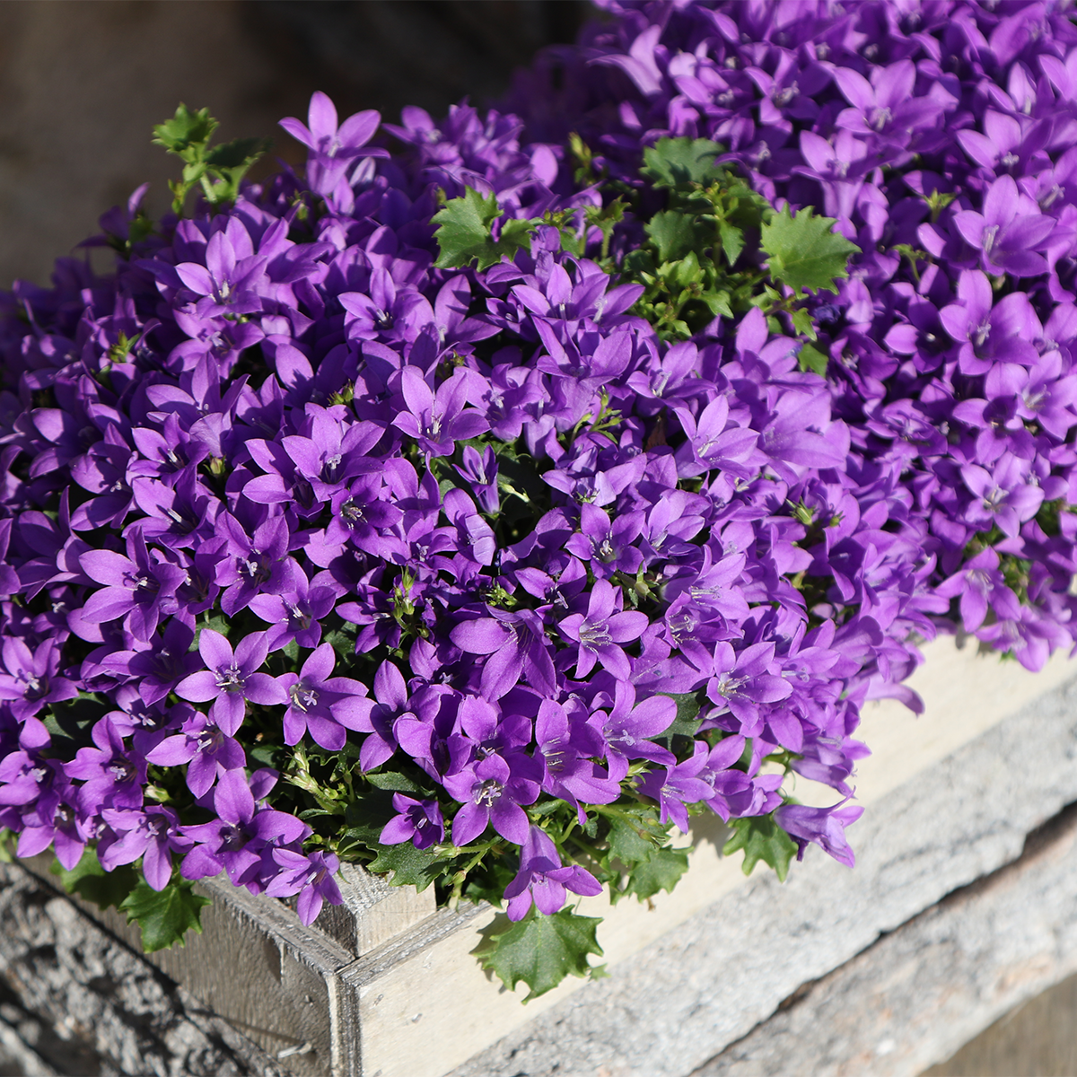 Campanula Addenda Ambella Intense purple en pot. Plante verte type Campanula Addenda Ambella Intense purple, livrée en pot, idéale pour intérieur lumineux. – Image 2